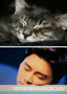 娱乐吃猫瓜,揭秘“吃猫瓜”背后的故事与真相