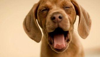 娱乐吃瓜菌狗,揭秘娱乐圈那些不为人知的幕后故事